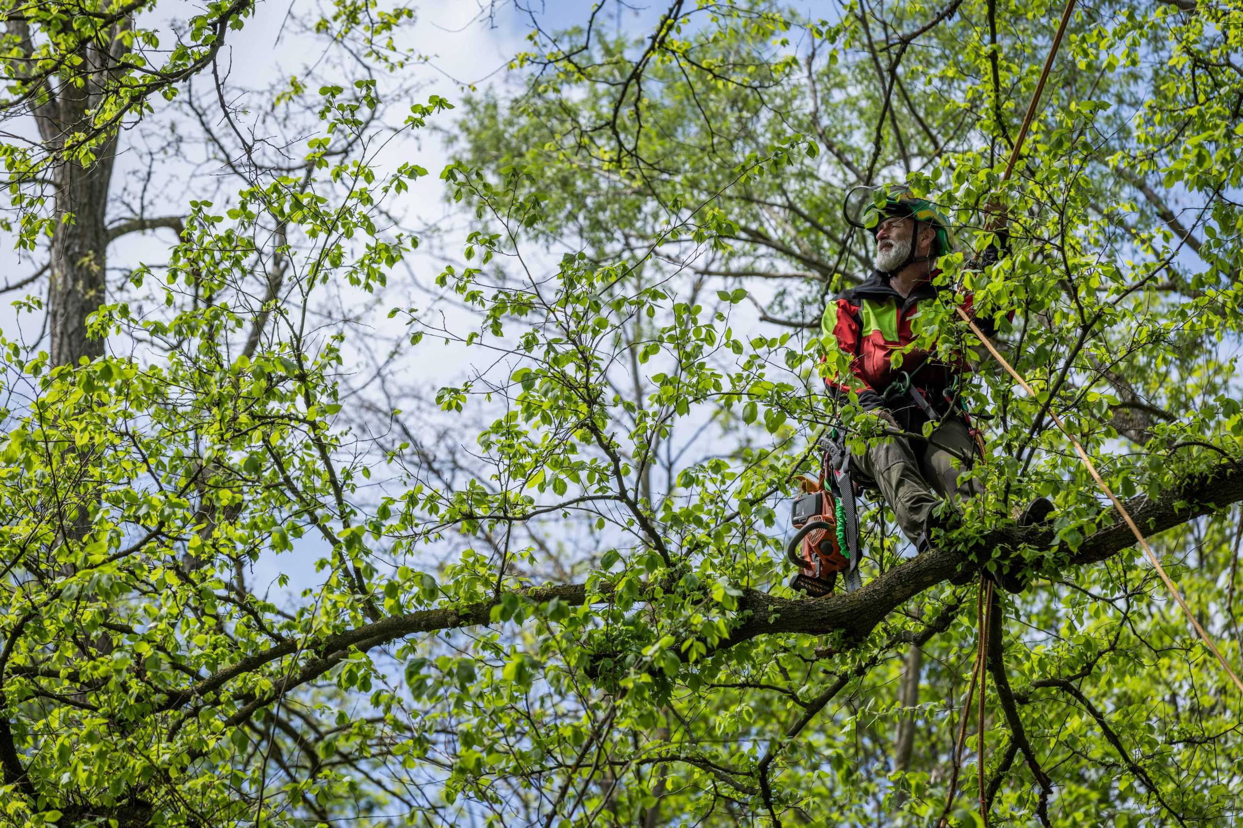 Baumpflege Terzer OG – Philosophie - Kontrolle vom Baum